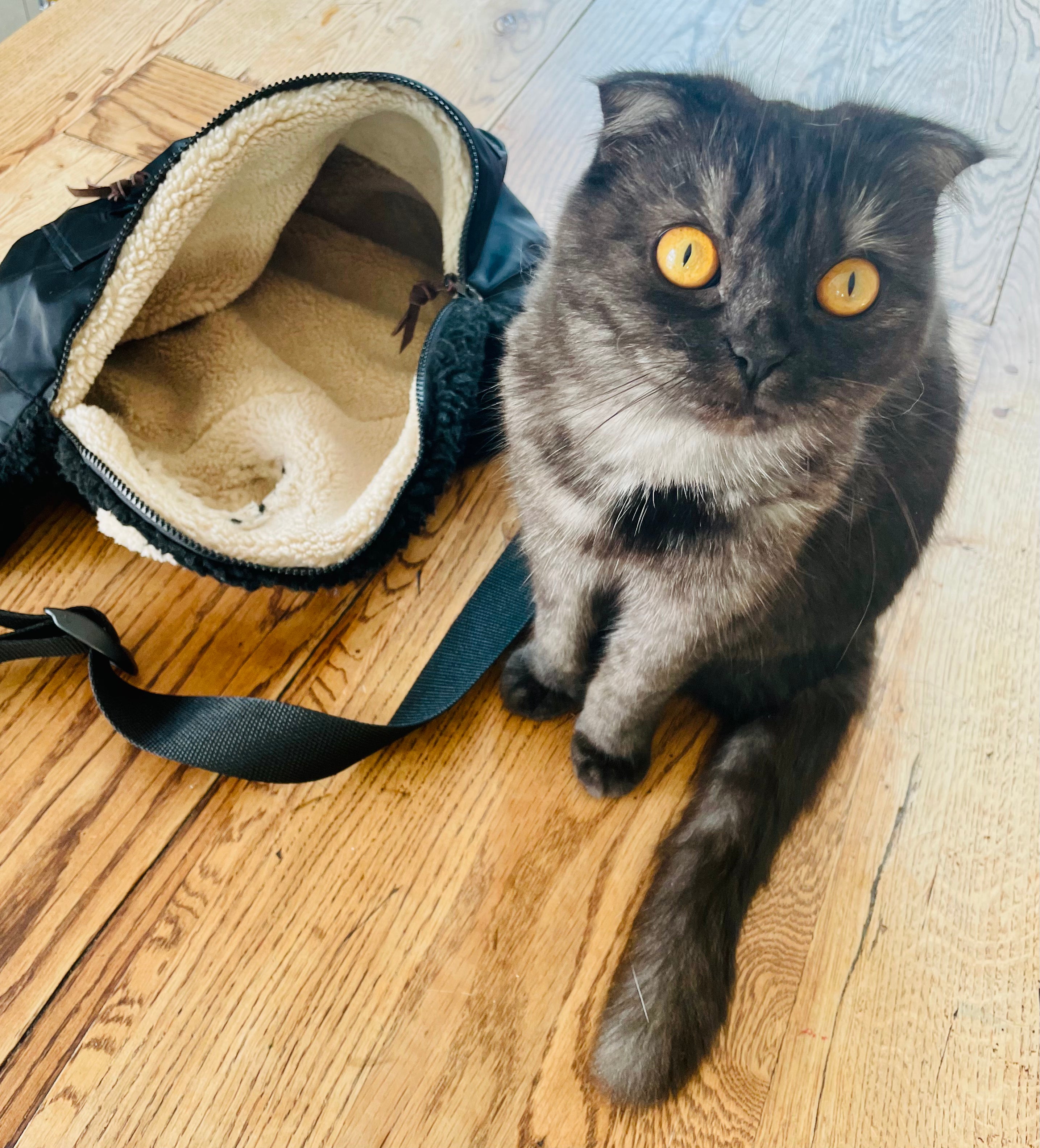 Pet Bumbag